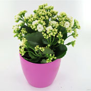 Kalanchoe branco + Cachep Rosa